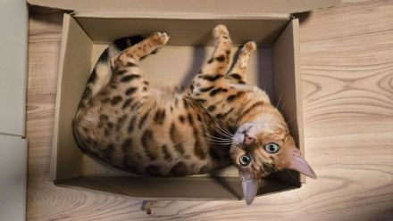 Bengal Weibchen Bella