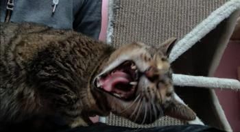 Melusi