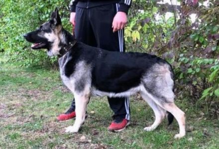 Osteuropäische Schäferhund