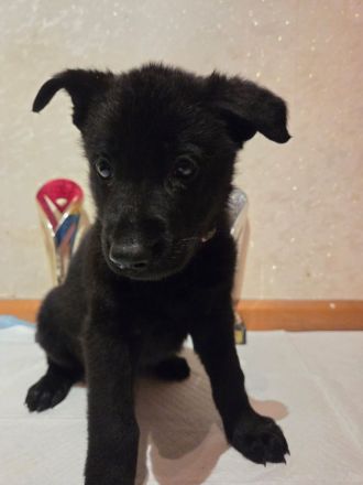 Osteuropäische Schäferhund