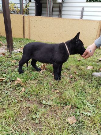 Osteuropäische Schäferhund