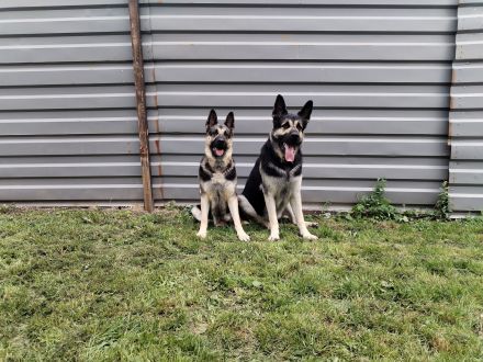 Osteuropäische Schäferhund