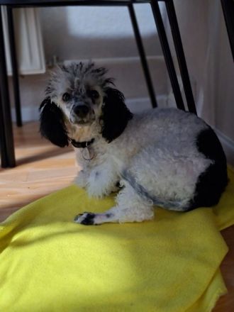 Toypudelrüde Boy sucht ein neues Zuhause