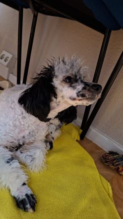 Toypudelrüde Boy sucht ein neues Zuhause