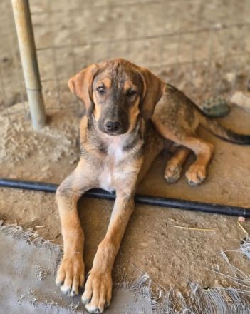 Castro – mutig und lebensfroh