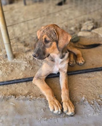 Castro – mutig und lebensfroh