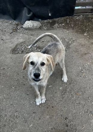 Jason – ein liebevoller Hundejunge wartet auf seine Chance