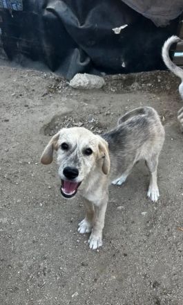 Jason – ein liebevoller Hundejunge wartet auf seine Chance