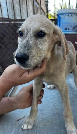 Jason – ein liebevoller Hundejunge wartet auf seine Chance