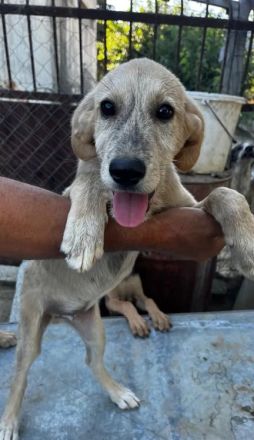 Jason – ein liebevoller Hundejunge wartet auf seine Chance