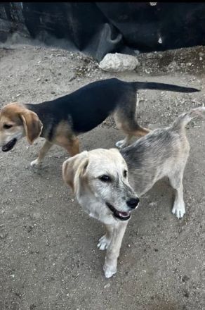 Jason – ein liebevoller Hundejunge wartet auf seine Chance