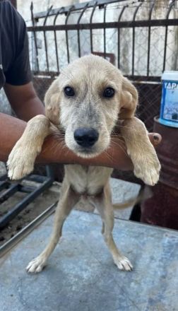 Jason – ein liebevoller Hundejunge wartet auf seine Chance