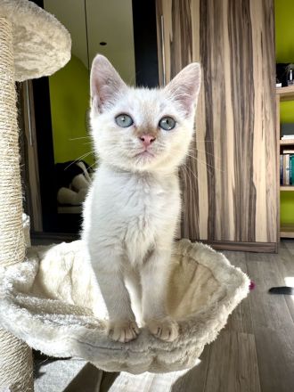 Sphynx mix Katze / Kater Kitten red colour point