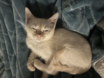 Sphynx mix Katze / Kater Kitten red colour point