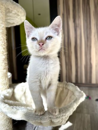 Sphynx mix Katze / Kater Kitten red colour point