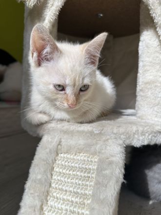 Sphynx mix Katze / Kater Kitten red colour point