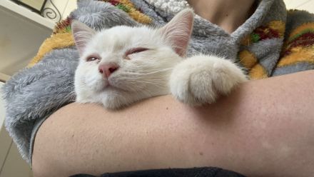 Ragdoll/BKH Mix weiß mit Blauen Augen