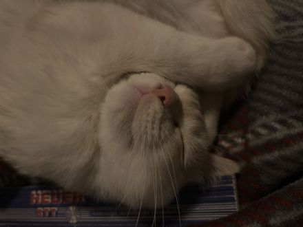 Ragdoll/BKH Mix weiß mit Blauen Augen