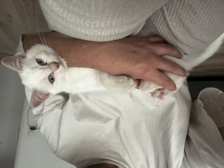 Ragdoll/BKH Mix weiß mit Blauen Augen