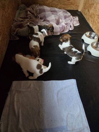 Jack Russel Terrier Welpen Hündinnen