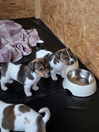 Jack Russel Terrier Welpen Hündinnen