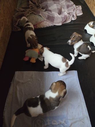 Jack Russel Terrier Welpen Hündinnen