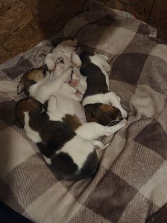 Jack Russel Terrier Welpen Hündinnen