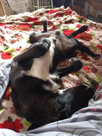 Hübscher Zeno sucht liebevolle Familie