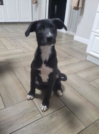 Hübscher Zeno sucht liebevolle Familie