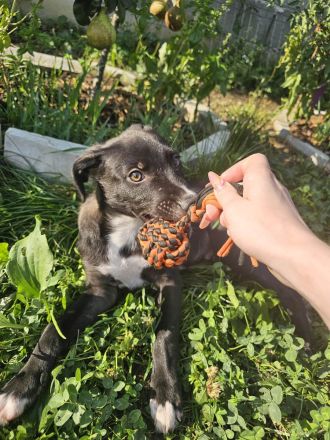 Hübscher Zeno sucht liebevolle Familie