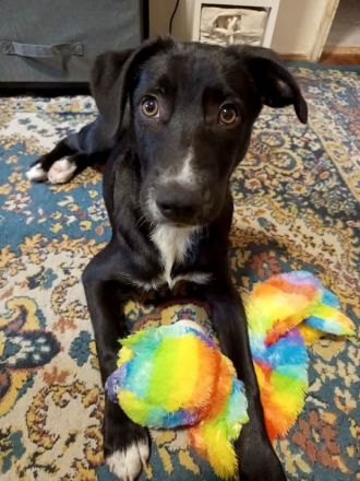 Hübscher Zeno sucht liebevolle Familie