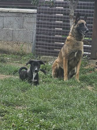 Hübscher Zeno sucht liebevolle Familie
