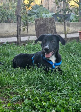 Hübscher Zeno sucht liebevolle Familie