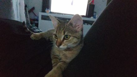 Kater 5 Monate alt sucht liebevolles zu Hause