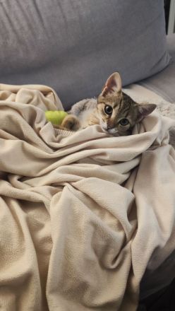 Kater 5 Monate alt sucht liebevolles zu Hause