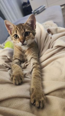 Kater 5 Monate alt sucht liebevolles zu Hause