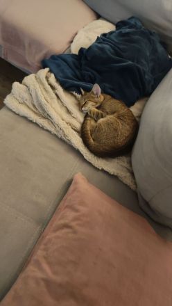 Kater 5 Monate alt sucht liebevolles zu Hause