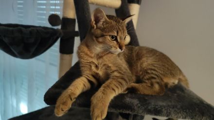 Kater 5 Monate alt sucht liebevolles zu Hause