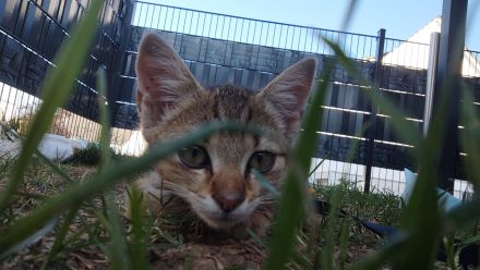 Kater 5 Monate alt sucht liebevolles zu Hause