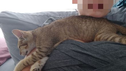 Kater 5 Monate alt sucht liebevolles zu Hause