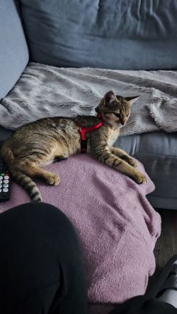 Kater 5 Monate alt sucht liebevolles zu Hause