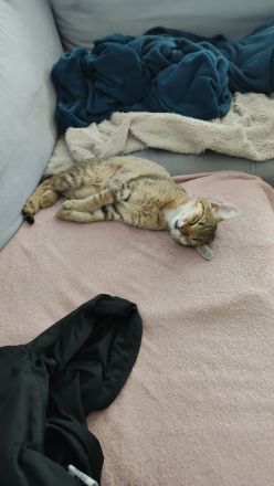 Kater 5 Monate alt sucht liebevolles zu Hause