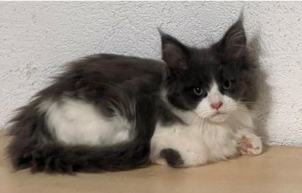 TOP Maine Coon Kitten reinrassig