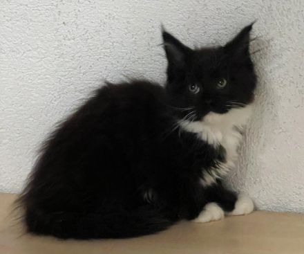 TOP Maine Coon Kitten reinrassig