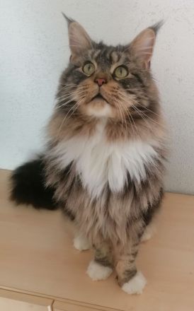 TOP Maine Coon Kitten reinrassig