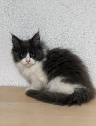 TOP Maine Coon Kitten reinrassig