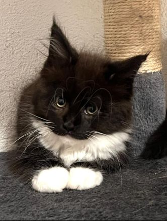 TOP Maine Coon Kitten reinrassig