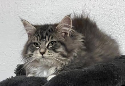 TOP Maine Coon Kitten reinrassig