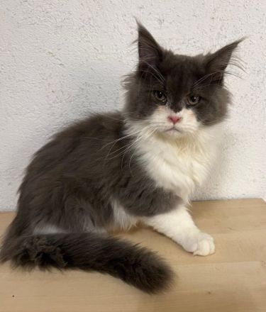 TOP Maine Coon Kitten reinrassig