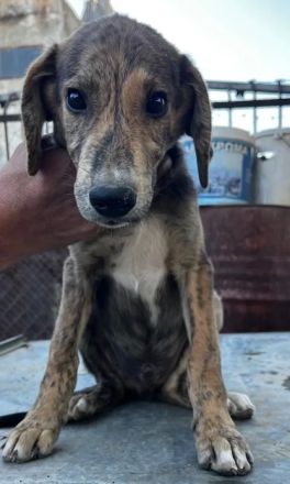 Jimmy – ein fröhlicher Gefährte mit einem großen Herzen